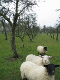 _wsb_200x266_sheep+grazing+1