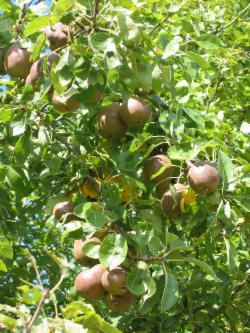 _wsb_250x333_black+pears+on+tree
